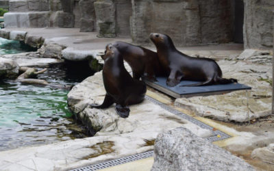 Ausflug in den Tiergarten Schönbrunn