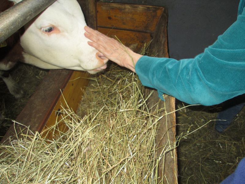 Besuch auf dem Bauernhof